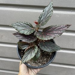 6” begonia benigo pink 