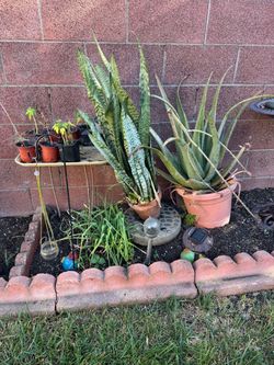 Snake plant $15