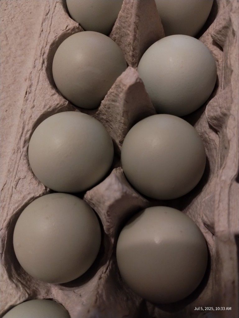 Exciting Offer! 30 Fresh Blue Eggs & Large Size White Eggs!