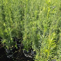 clusias podocarpus  Only  instant privacy  Hedge  for fences