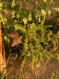 Sunny Days Patio Plants Available