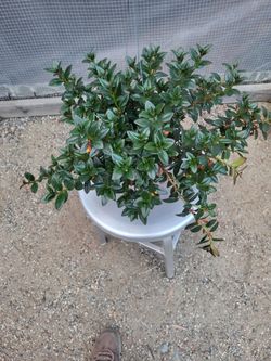 Gold fish plant 6" Nursery Pot