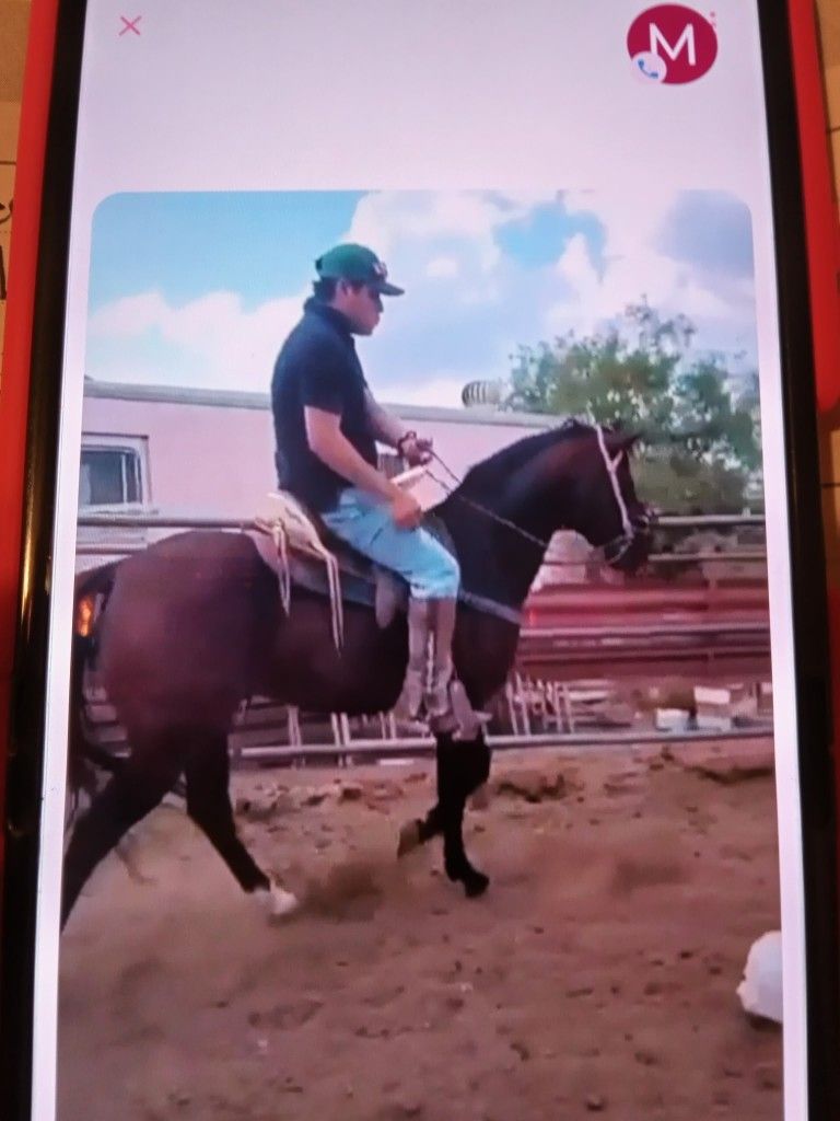 Brown And Black Horse