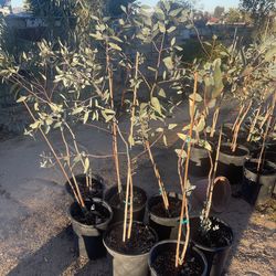 Eucalyptus trees