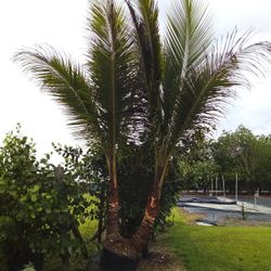 SALE! BEAUTIFUL COCO PALM FOR SALE