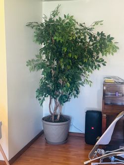 7ft Faux Ficus Tree