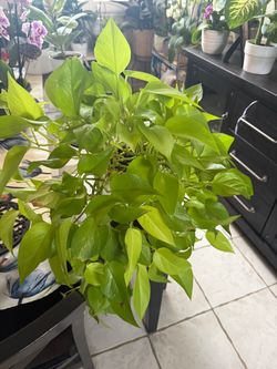 Lime Green Pothos