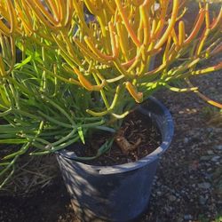 Pencil Succulent Plant 