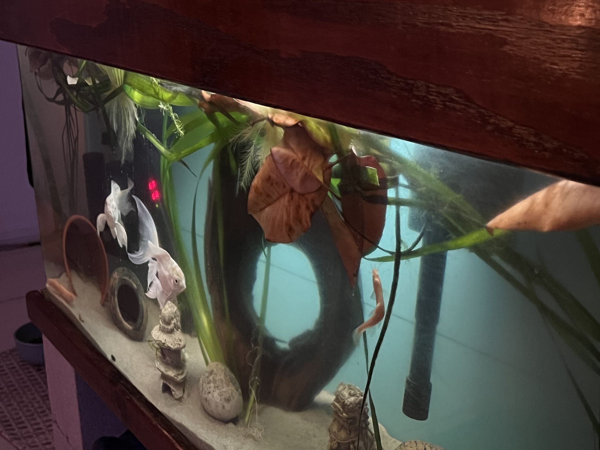 Aquarium Decorations & Fish Toys 
