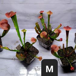 Carnivrous plant, Sarracenia pitcher plant