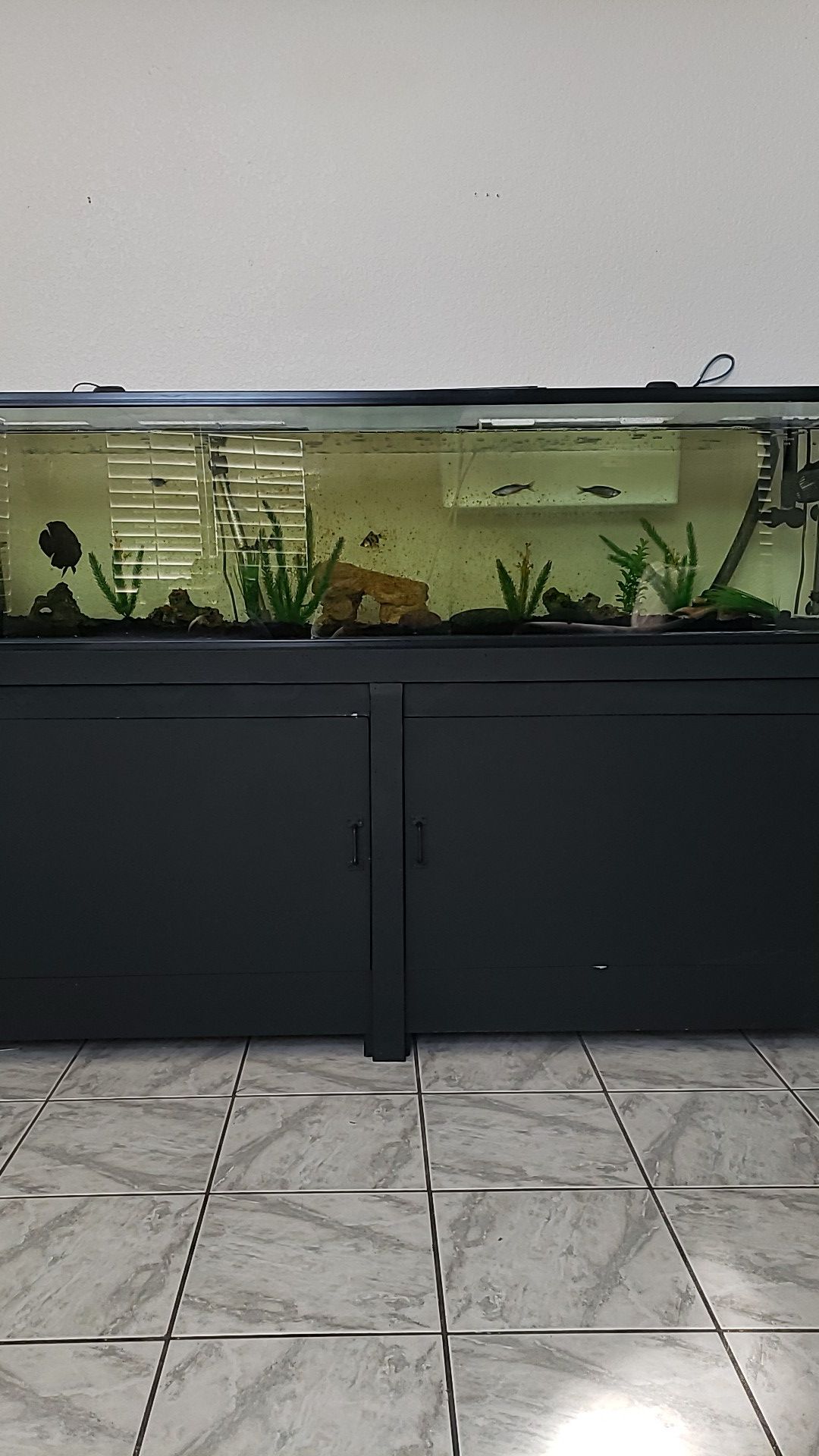 90 gallon fish tank and stand comes with decorations light and heater. And fx4 filter .Fish available. No leaks