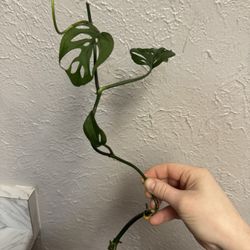 Variety Of Cuttings!