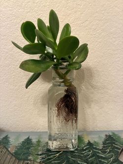Jade plant