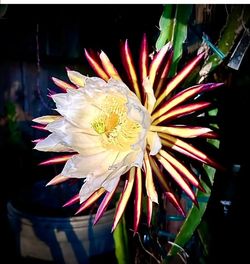 Rare San Lorenzo Dragon Fruit Cutting Rooted Plant