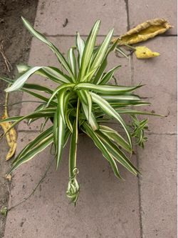 Spider plant