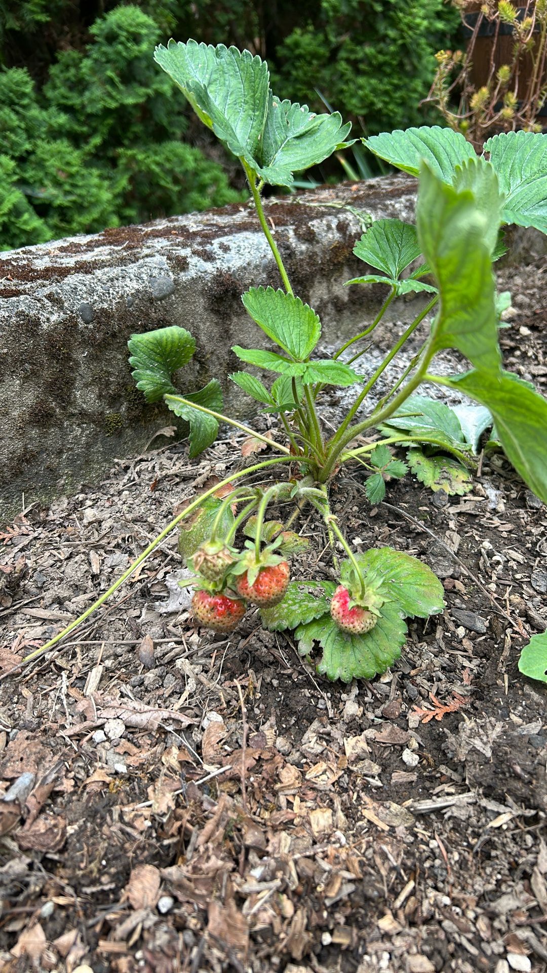Strawberry Plant