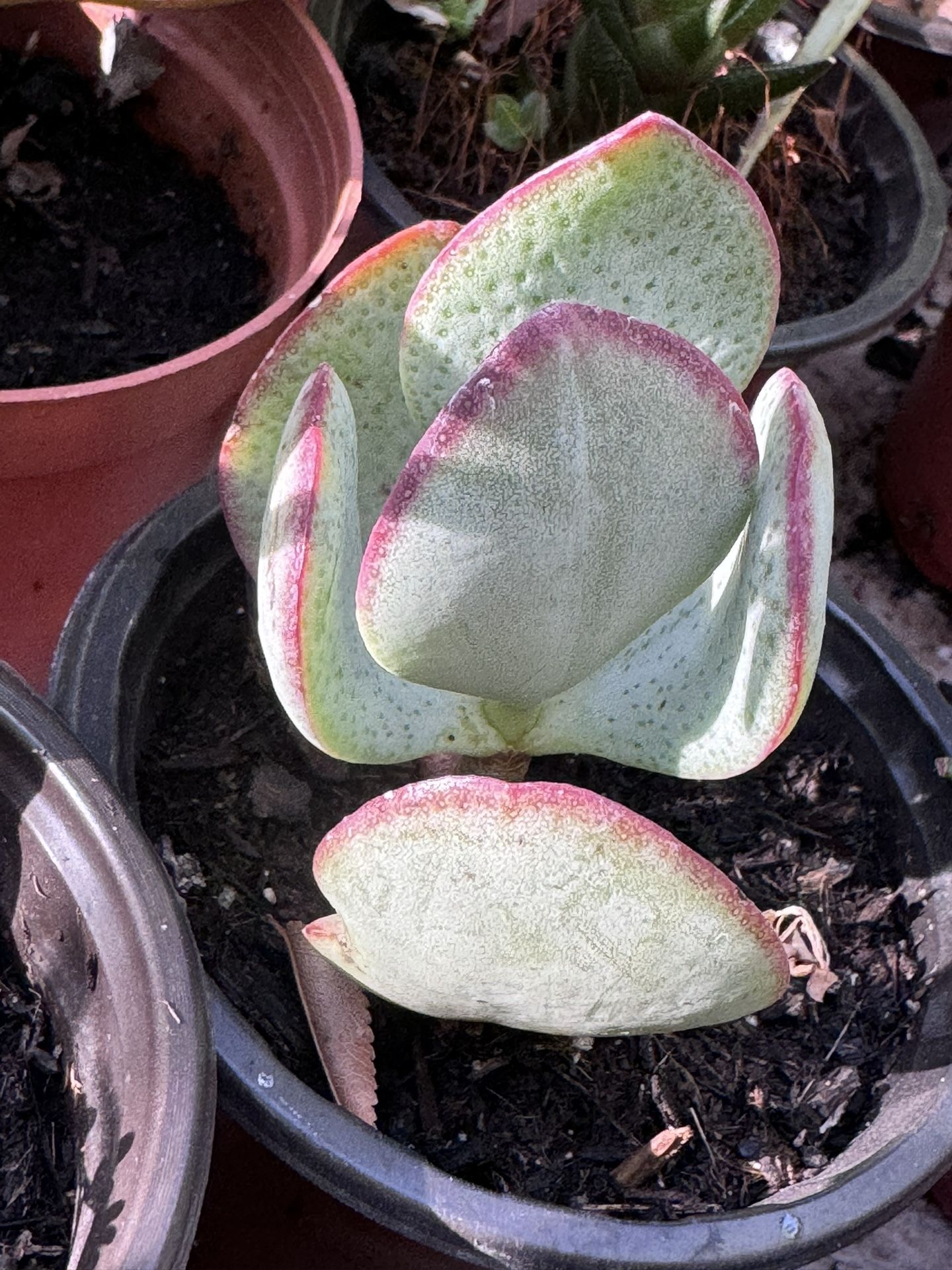 Cactus And Succulents 4”pot