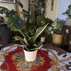 Plant