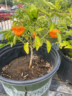 Jamaican scotch bonnet pepper plants
