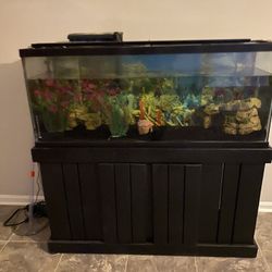 55 Gallon Fish Tank