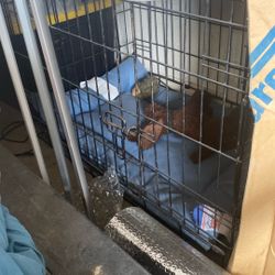  Dog Kennel