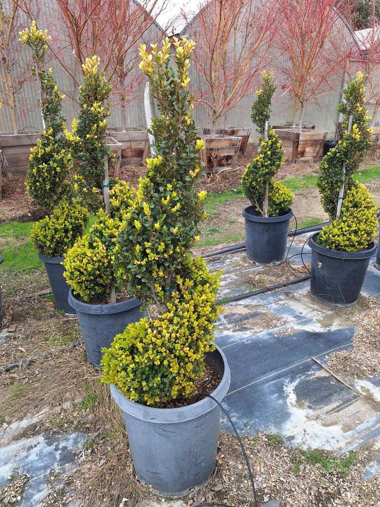 Topiary