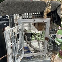 Metal Bird Cage