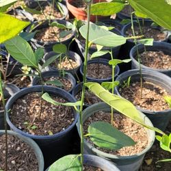 Jackfruit Tree