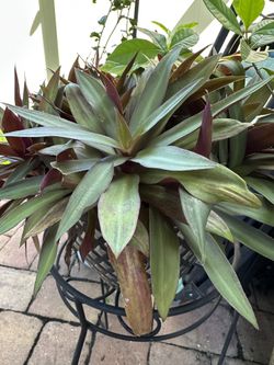 Oyster Plants Each 8.00