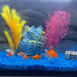 25 Gallon Fish Tank For Sale 