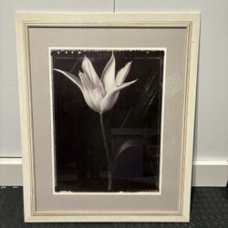 29”x 35” Fine Art Framed Wall Art - Tom Baril white open tulip