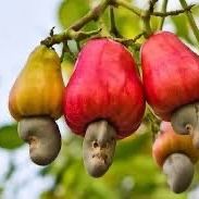 Cashews Trees 