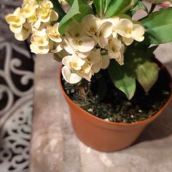 Crown Of Thorns Plant