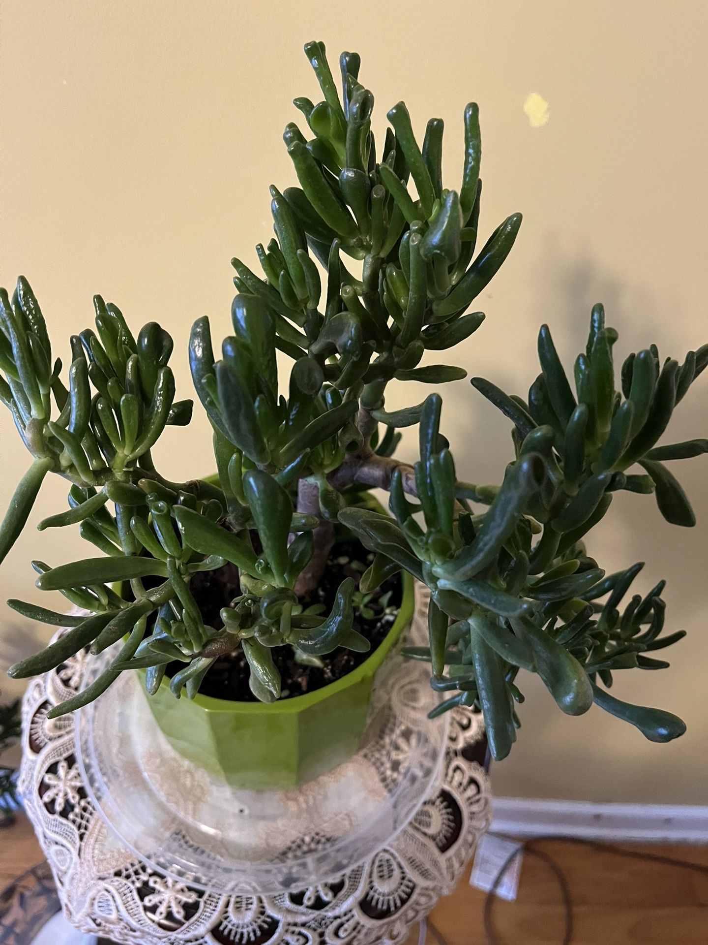 🐉Ogres Ears Plant🐉