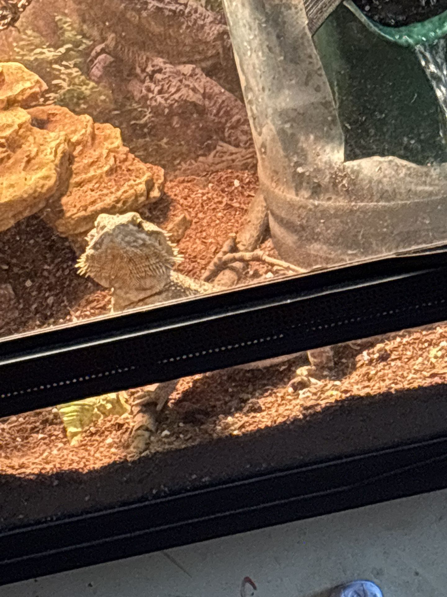 Bearded Dragon Tank