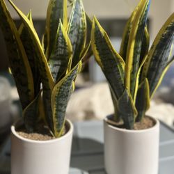 2 Fake Realistic Looking Plants