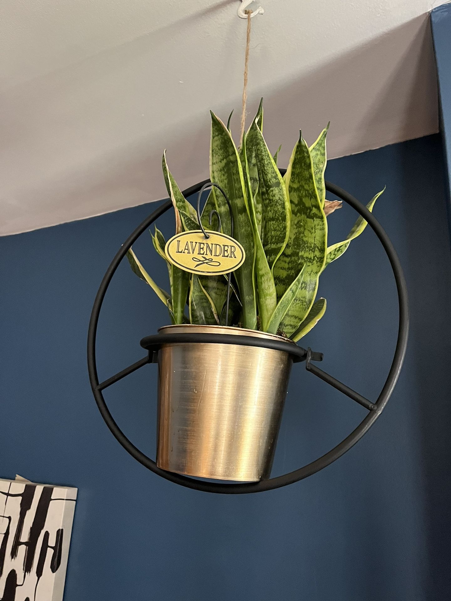 Snake Plant With Holder