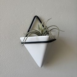 Floating Shelf Air Plants