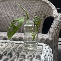 Monstera Esqueleto (Skeleton Monstera) RARE