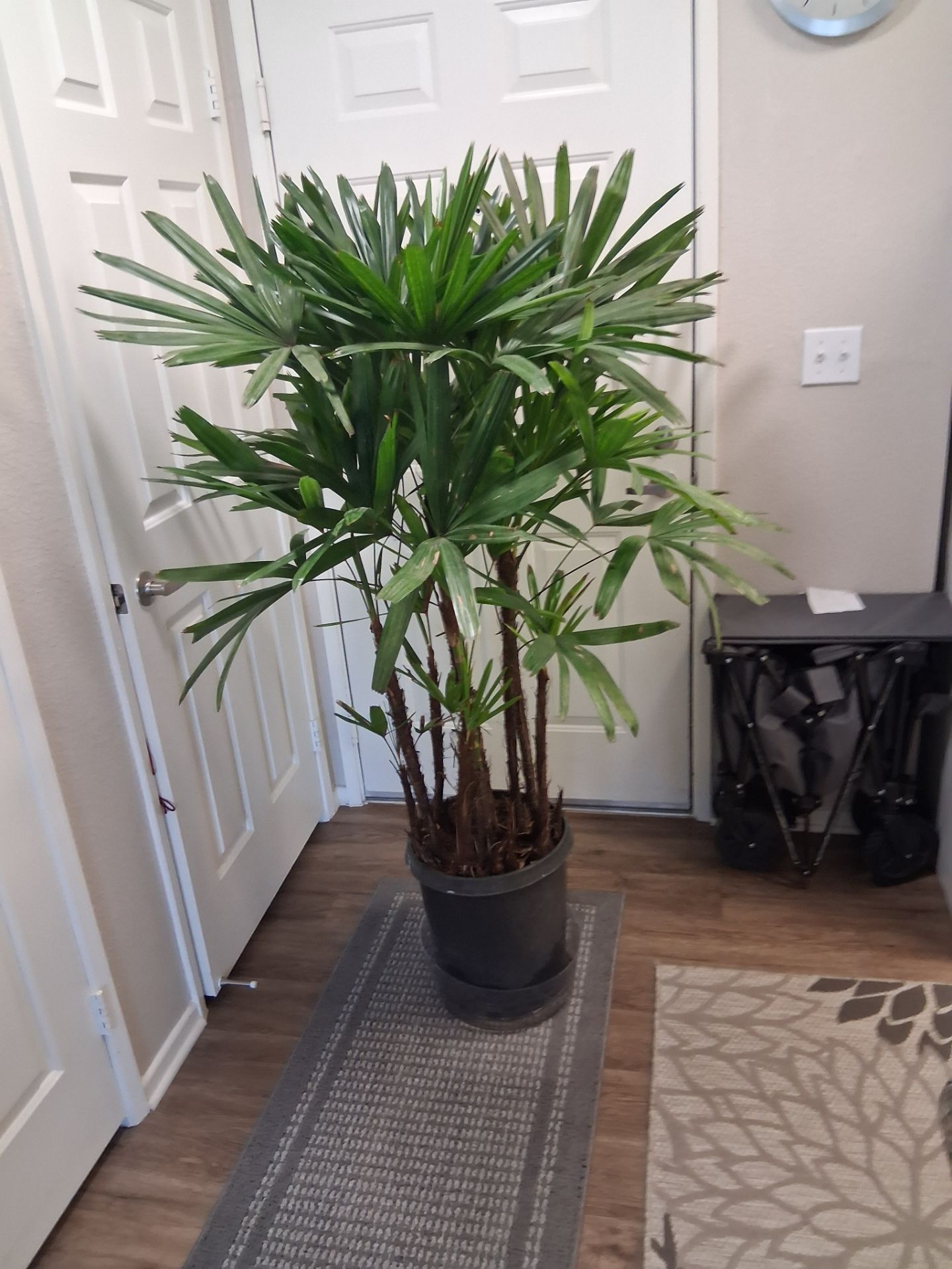 Rhapis Excelsior In 14"/7 Gallon Grow Pot. 5'.5'-6'.