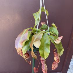 6” Nepenthes Gaya 