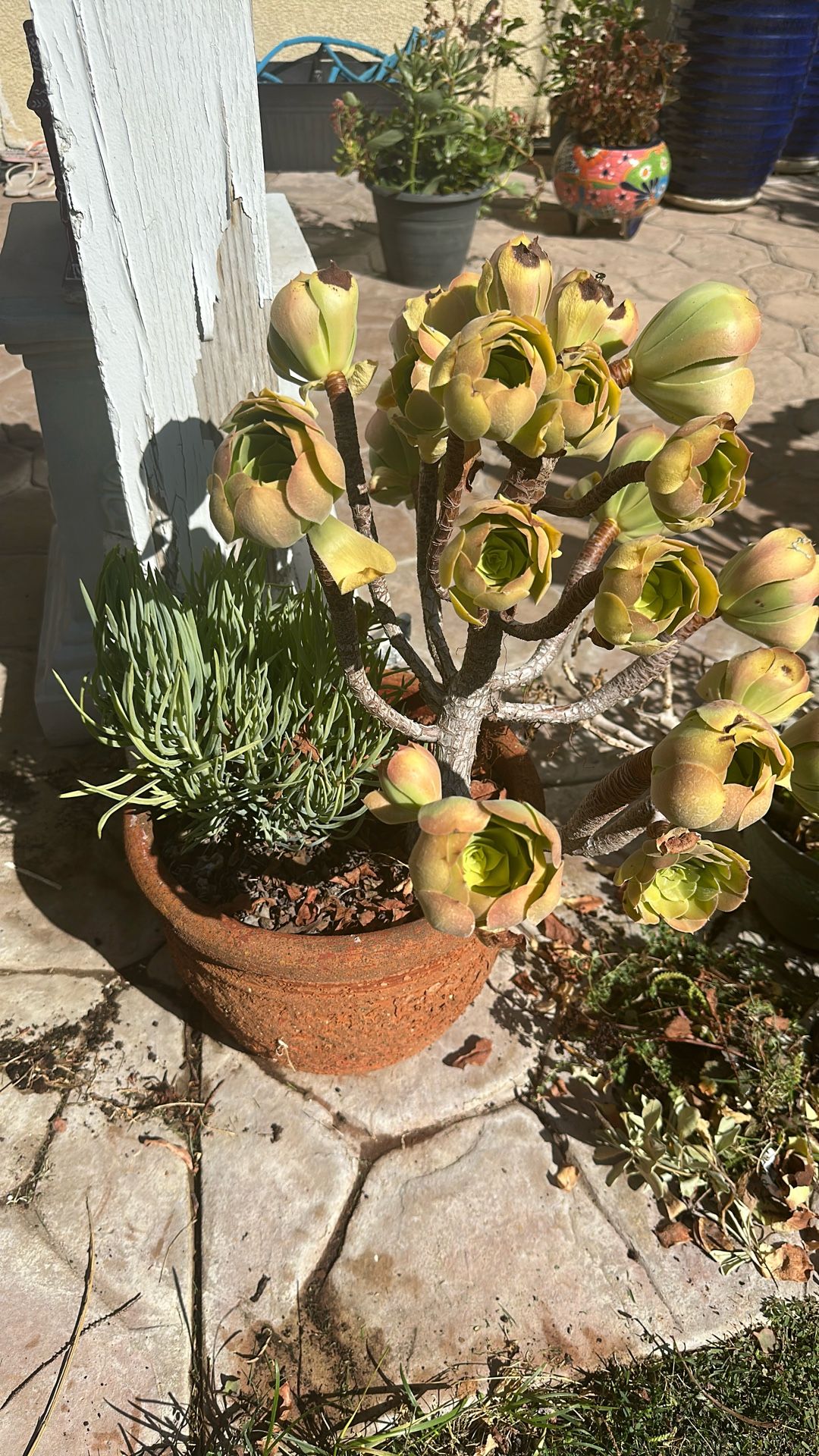 Terracotta Pot With Succulents $10 OBO