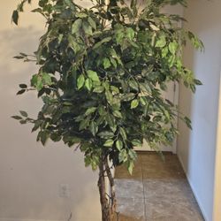 8 ft. Artificial tree with ceramic pot.