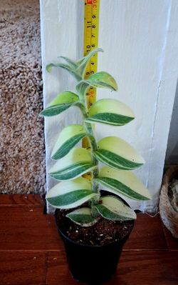 Live Healthy Beautiful Traedescntia Sillomoatana Varriegata  white Velvet  indoor Houseplants . $10