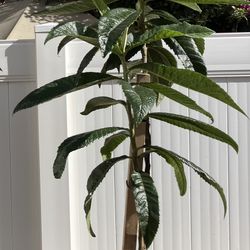 3rd Year Loquat Tree Suckers (May Fruit Soon If Transferred To Ground)