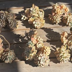 Apricot Beauty $39ea