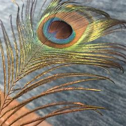 Peacock feathers