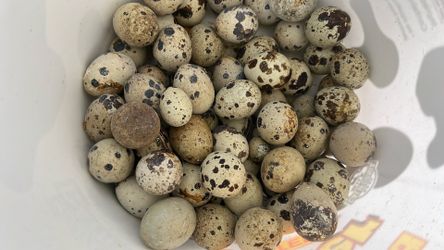 Farm ￼fresh Coturnix Quail Eggs