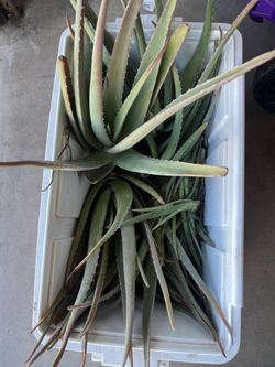 Aloe Plant
