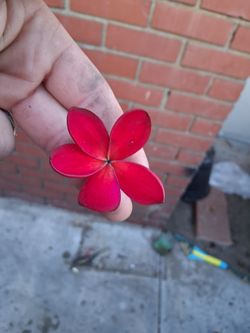 Redish plumeria clipping